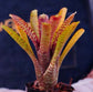 五彩鳳梨屬 Popoki (Bromeliad  neoregelia)