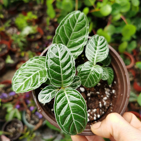 花葉九節木/駁骨草  Psychotria calocarpa Kurz