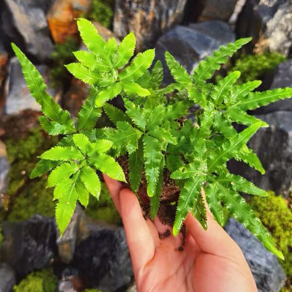 鳳尾草 / 井欄鳳尾蕨 （ Pteris multifida ）