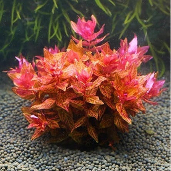 豹紋紅蝴蝶 ( Rotala macrandra Var. )