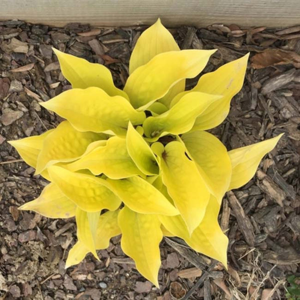 玉簪花(Fire Island Hosta)