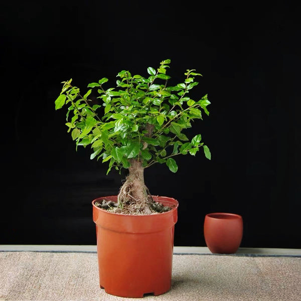 雀梅藤盆景 Hedge Sageretia Bonsai ( Sageretia theezans )