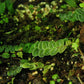 Shingle Vine (Marcgravia umbellata)