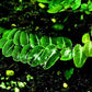 Shingle Vine (Marcgravia umbellata)