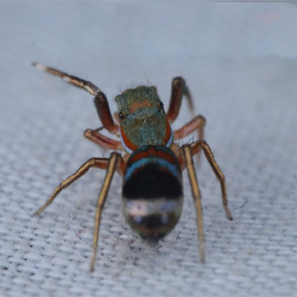 藍翠蛛 Chinese Jumping Spider ( Siler cupreus )