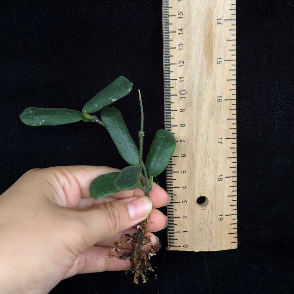 方葉毬蘭 Square leaf （Hoya rotundiflora )