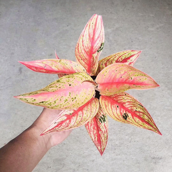 粗肋草屬 Aglaonema Widuri