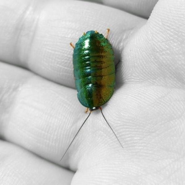 越南麗冠蠊 Asian Emerald Roach (Pseudoglomeris beybienkoi)