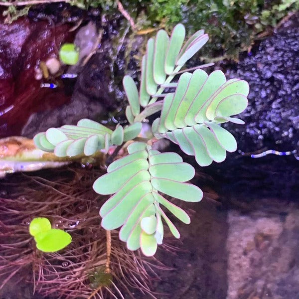 水生含羞草 water mimosa ( Neptunia oleracea )