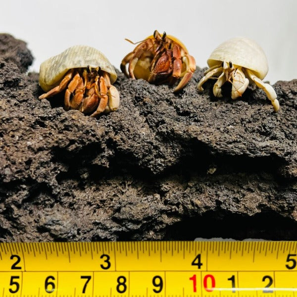 紅灰白寄居蟹 Wrinkled Land Hermit Crab ( Coenobita rugosus var. Red )