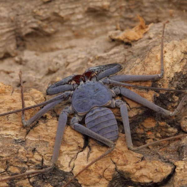 海南韋氏鞭蛛 whip spider（Weygoldtia hainanensis）