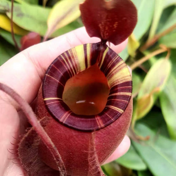 維京x黑月亮蘋果豬籠草 ( Nepenthes viking x ampullaria  black miracle )